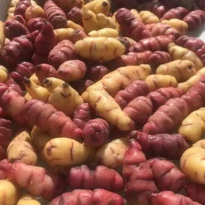 Papines Andino X 1/4 kG